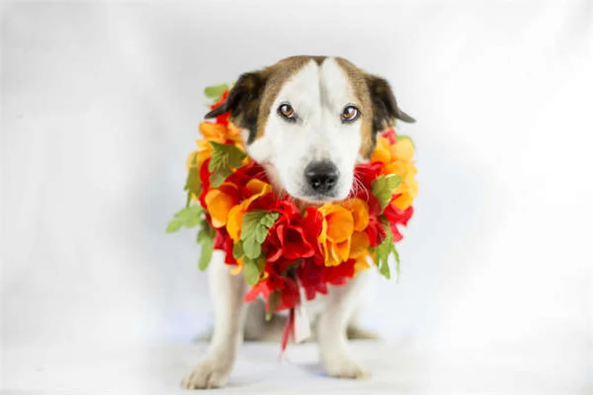 猫の膣炎とは？症状・原因から治療法まで獣医が解説