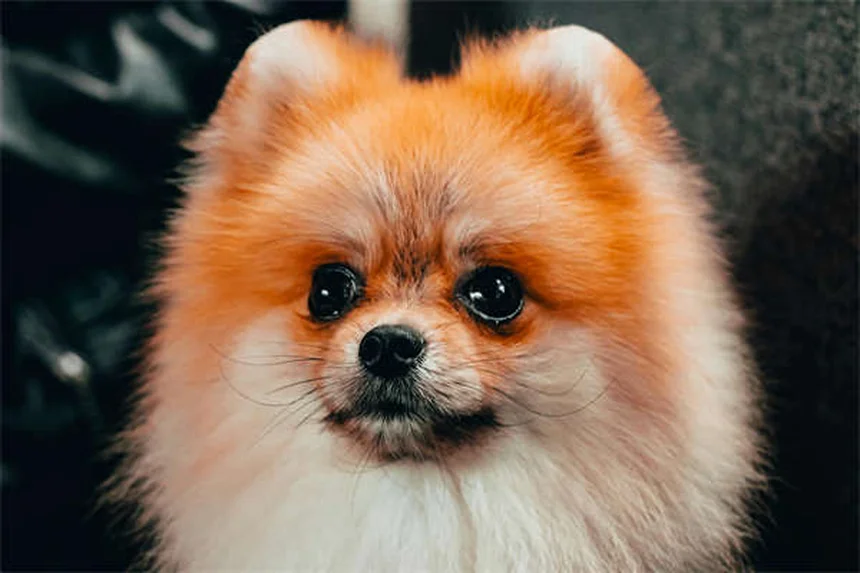 ポジティブ・レインフォースメントとは？犬のしつけに効果的な5つの理由