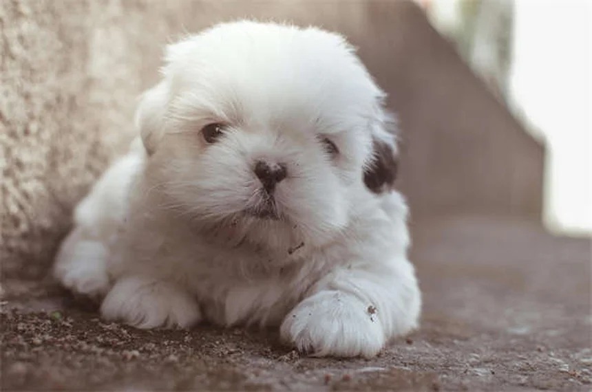 ポジティブ・レインフォースメントとは？犬のしつけに効果的な5つの理由