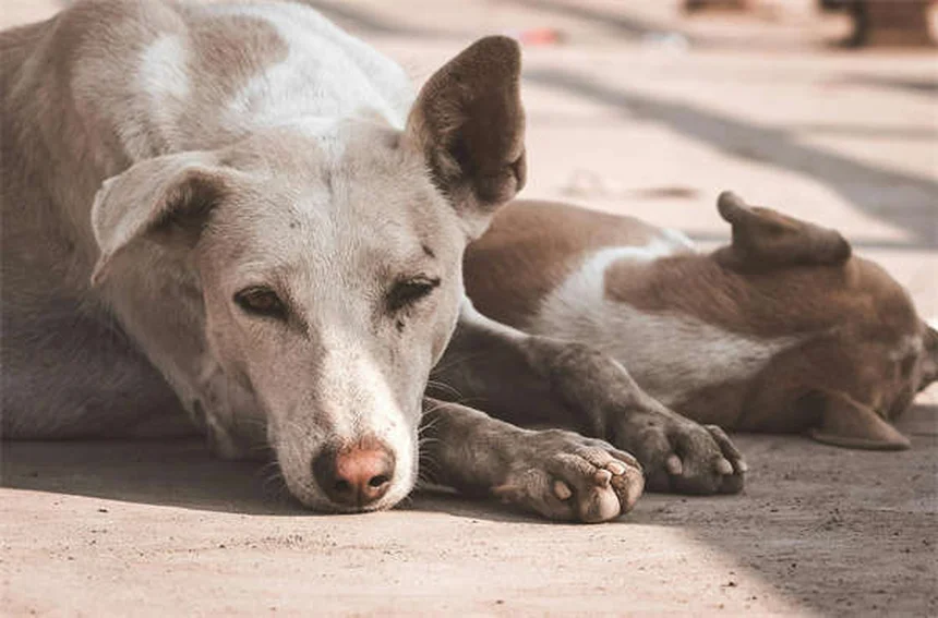 ポジティブ・レインフォースメントとは？犬のしつけに効果的な5つの理由